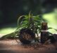 cbd öl, cbd oil, hemp oil