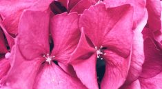 pink-petaled flowers during daytime