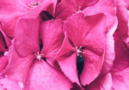 pink-petaled flowers during daytime