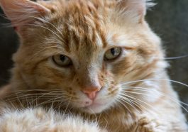 Animal Cat Mammal Feline Pet Fur  - 1970luizcosta / Pixabay