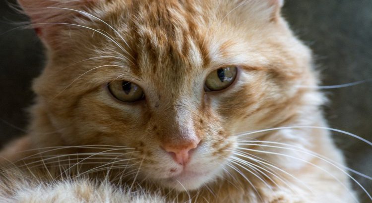 Animal Cat Mammal Feline Pet Fur  - 1970luizcosta / Pixabay