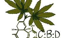 Cannabis Cbd Hemp Cannabidiol  - Katamaheen / Pixabay