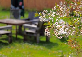 Spring Cherry Blossoms Cherry Tree  - KRiemer / Pixabay