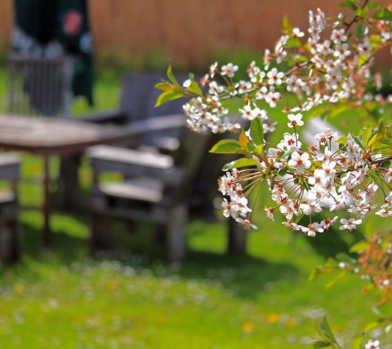 Spring Cherry Blossoms Cherry Tree  - KRiemer / Pixabay