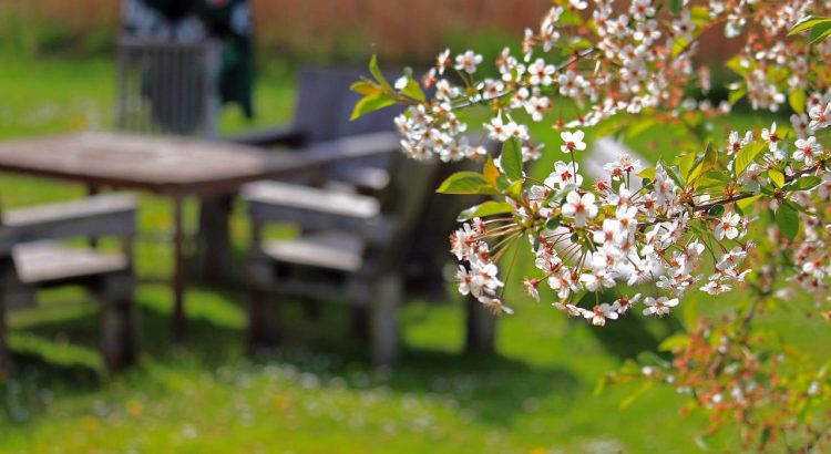 Spring Cherry Blossoms Cherry Tree  - KRiemer / Pixabay